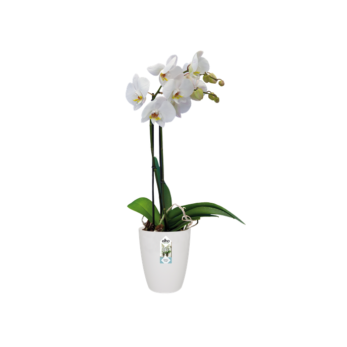 brussels orchidee hoch 12,5cm weiss